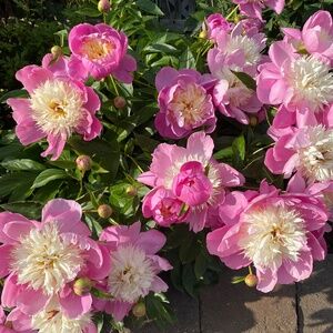 Meet your Posher, Mackenzie